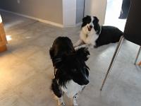 03 30 2019,090011 IMG 0387