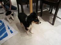 04 02 2015,215520 IMG 0011