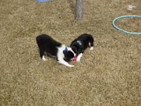 04 03 2015,130416 IMG 0053