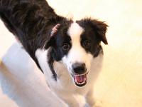 06 12 2015,203837 IMG 0186