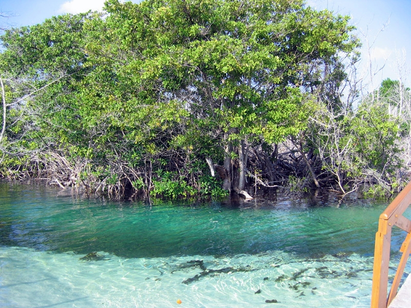 mangrove1.jpg