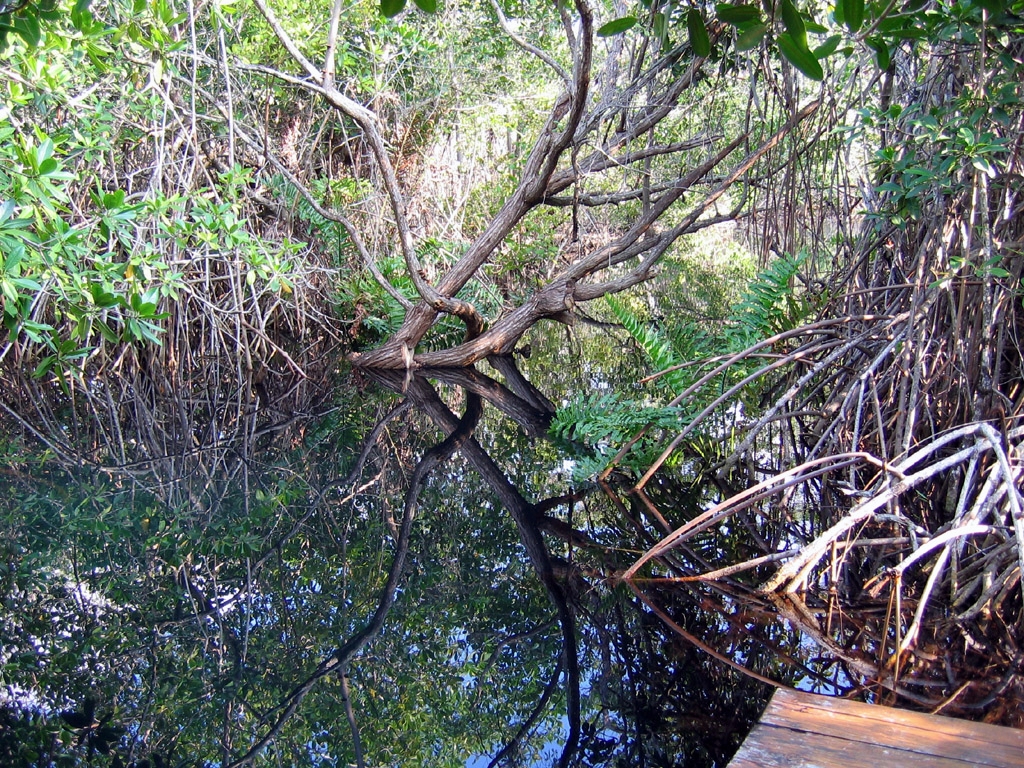 mangrove2.jpg