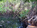 mangrove2